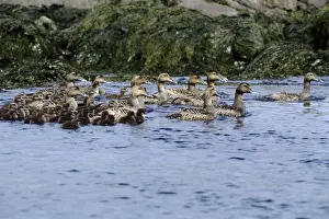 Eider Prints: Picture No. 10852327