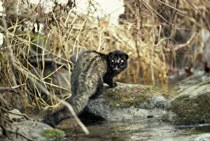 Civet Prints: Picture No. 10852558