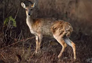 Antelope Prints: Picture No. 10852581