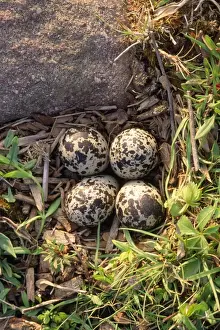 Plovers Prints: Picture No. 10852620