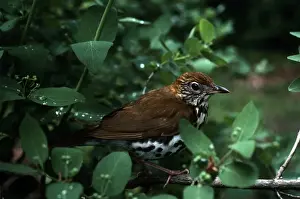 Thrush Prints: Picture No. 10852624