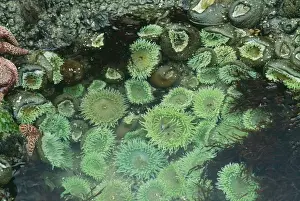 Anemones Prints: Picture No. 10852627
