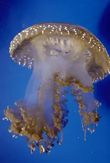 Jellyfish Prints: Picture No. 10852819