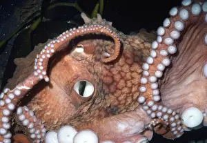 Octopus Prints: Picture No. 10852848