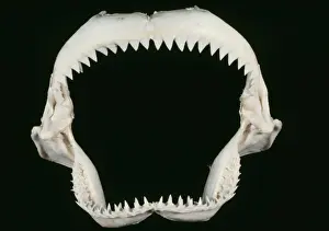 Jaws Prints: Picture No. 10852952