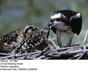 Ospreys Prints: Picture No. 10853083