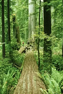 Stumps Prints: Picture No. 10853089
