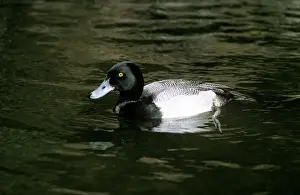 Scaup Prints: Picture No. 10853170