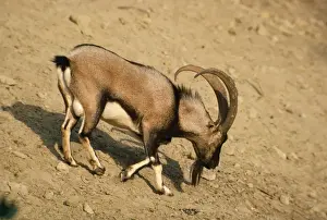 Goat Prints: Picture No. 10853226