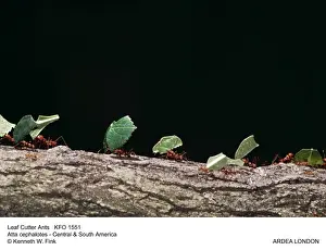 Ants Prints: Picture No. 10853509