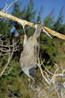 Blackcap Collection: Picture No. 10853569