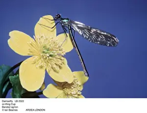 Damselfly Prints: Picture No. 10853587