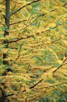 Larch Prints: Picture No. 10853701