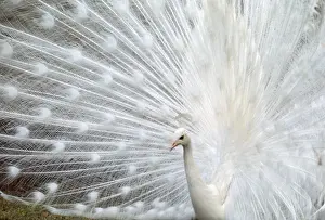 Peacock Prints: Picture No. 10853710