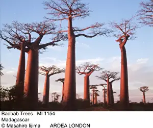 Baobabs Prints: Picture No. 10853900