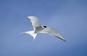 Picture No. 10853942