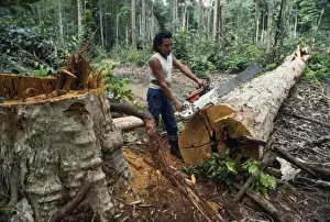 Felling Prints: Picture No. 10854021