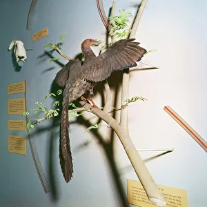 Extinct Collection: Picture No. 10854196