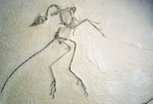 Evolution Prints: Picture No. 10854454