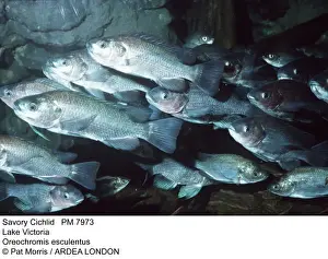 Cichlids Prints: Picture No. 10854586