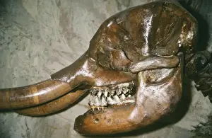 Tusks Prints: Picture No. 10854646