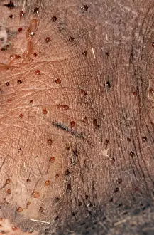 Hippos Prints: Picture No. 10854664