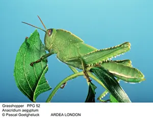 Grasshoppers Prints: Picture No. 10854705