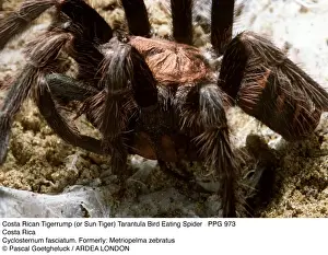 Tarantulas Prints: Picture No. 10854821