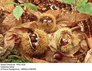 Chestnut Prints: Picture No. 10854828