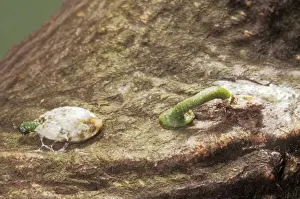 Parasites Prints: Picture No. 10854830