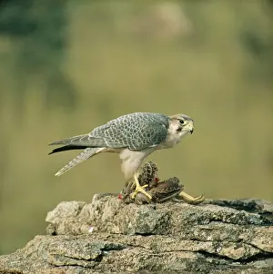 Falco Prints: Picture No. 10854877