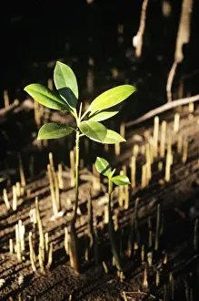 Mangrove Prints: Picture No. 10854986