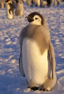 Emperor Prints: Picture No. 10855067