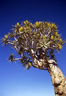 Aloe Prints: Picture No. 10855115