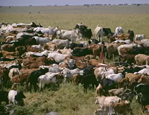 Herding Prints: Picture No. 10855154