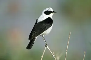 Wheatear Prints: Picture No. 10855161