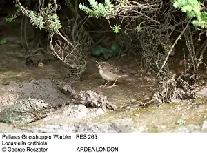 Warblers Prints: Picture No. 10855197