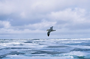Fulmar Collection: Picture No. 10855223