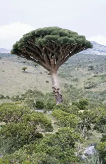 Yemen Prints: Picture No. 10855228