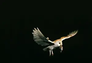 Tyto Prints: Picture No. 10855231