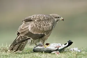 Buteo Prints: Picture No. 10855251