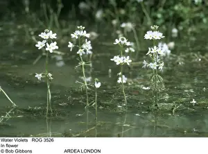 Violet Prints: Picture No. 10855286