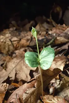 Seedling Prints: Picture No. 10855289