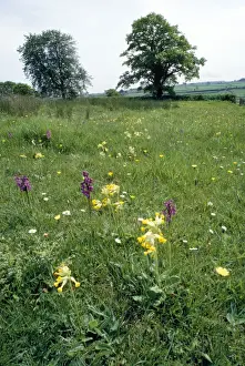 Cowslip Prints: Picture No. 10855296