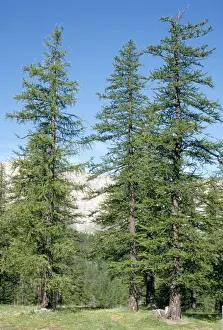 Larix Prints: Picture No. 10855298