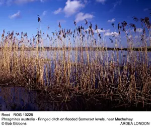 Reeds Prints: Picture No. 10855308