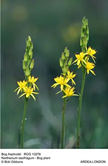 Bogs Prints: Picture No. 10855309