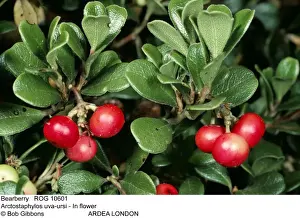 Bearberries Prints: Picture No. 10855314