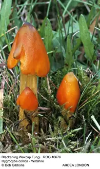 Mushrooms Prints: Picture No. 10855319