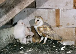 Tyto Prints: Picture No. 10855351